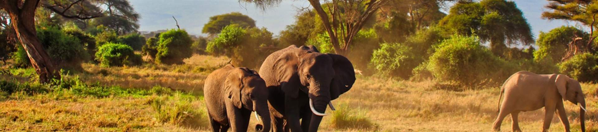 An Elephant Mother And A Bull Calf Amboseli National Park, Kenya