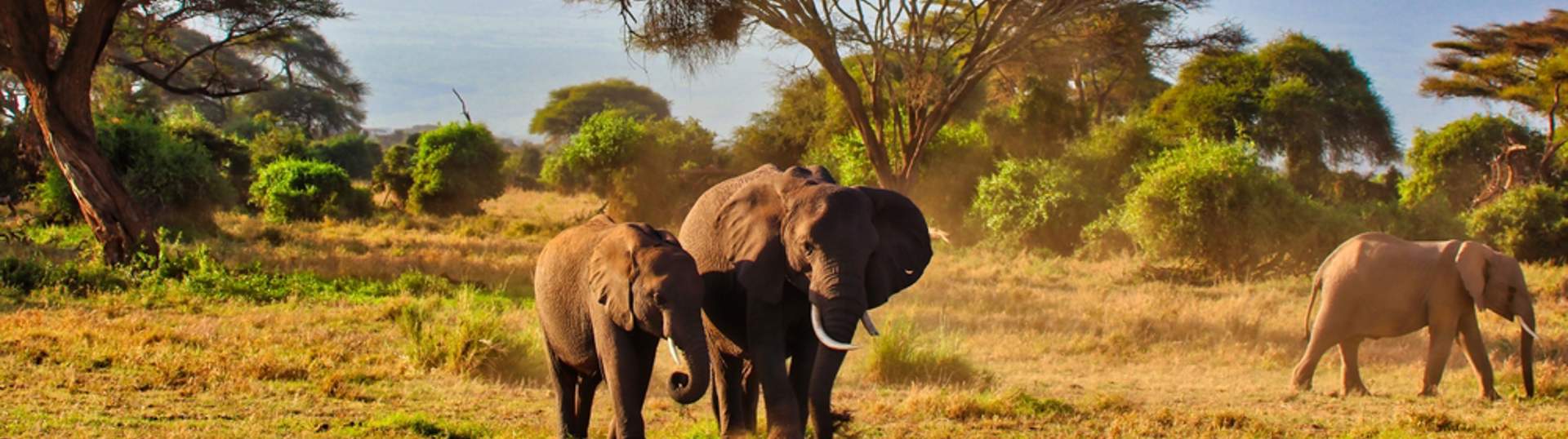 An Elephant Mother And A Bull Calf Amboseli National Park, Kenya