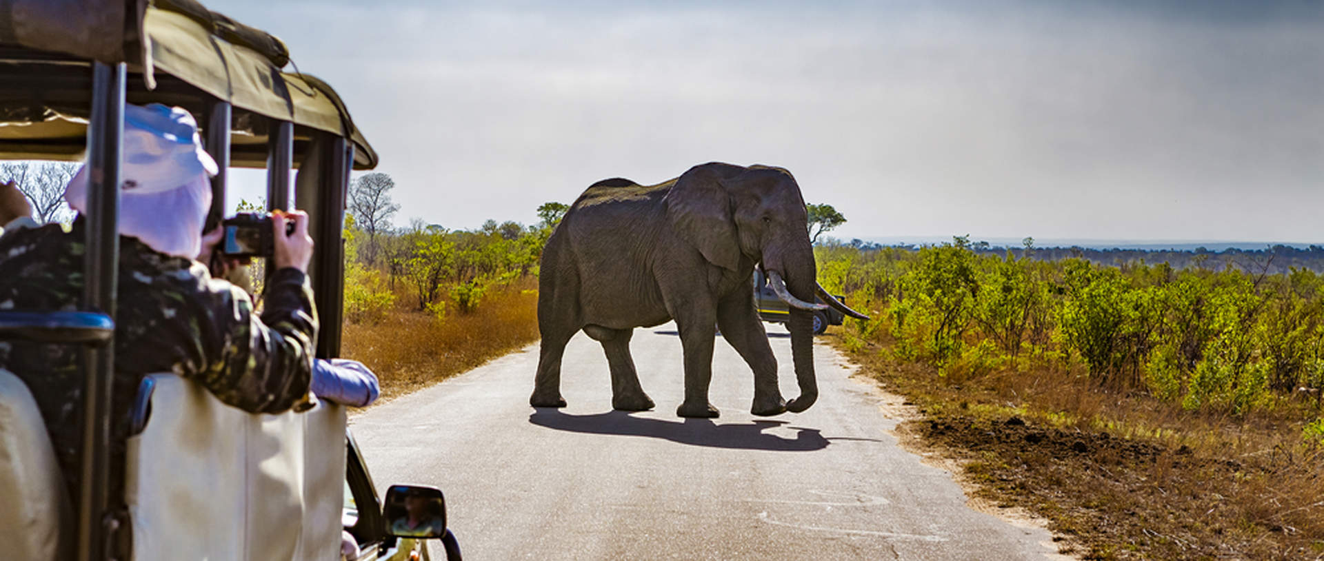 Safari In Kruger National Park African Elephants
