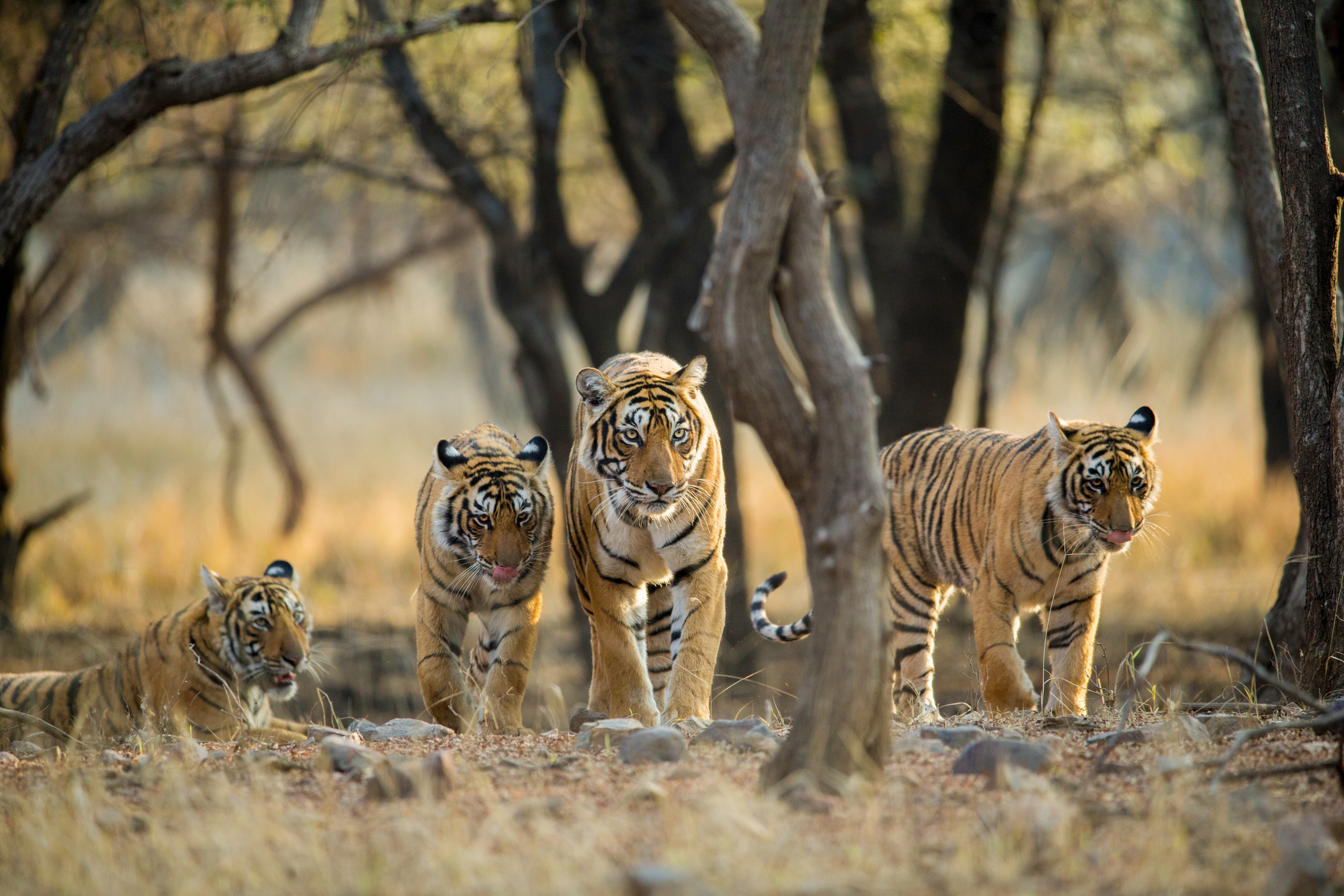 Tigers In Ranthambhore National Park
