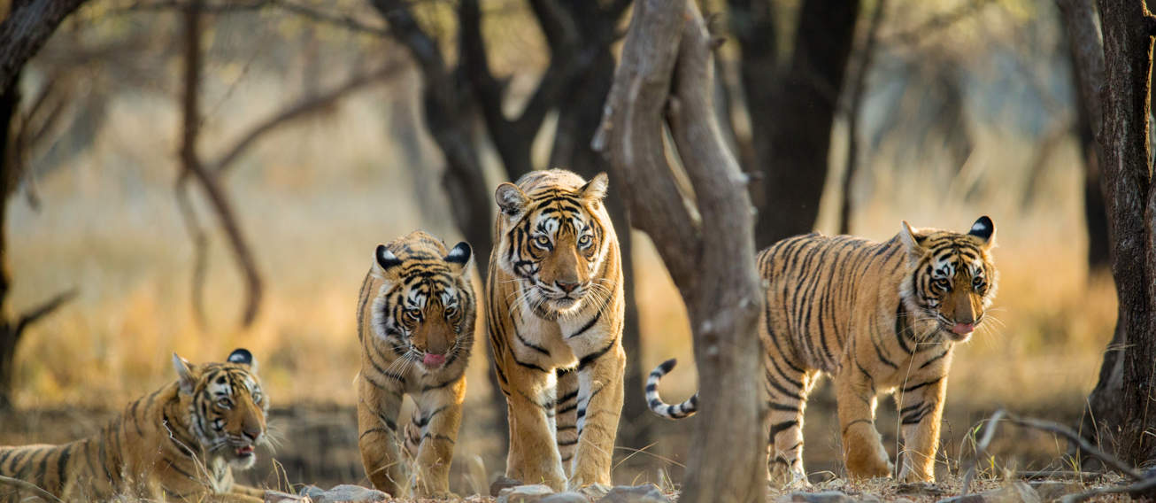 Tigers In Ranthambhore National Park