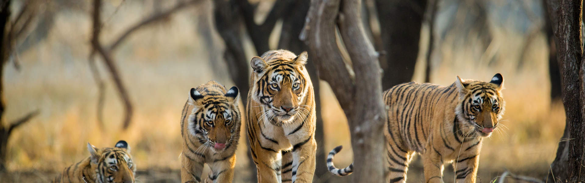Tigers In Ranthambhore National Park