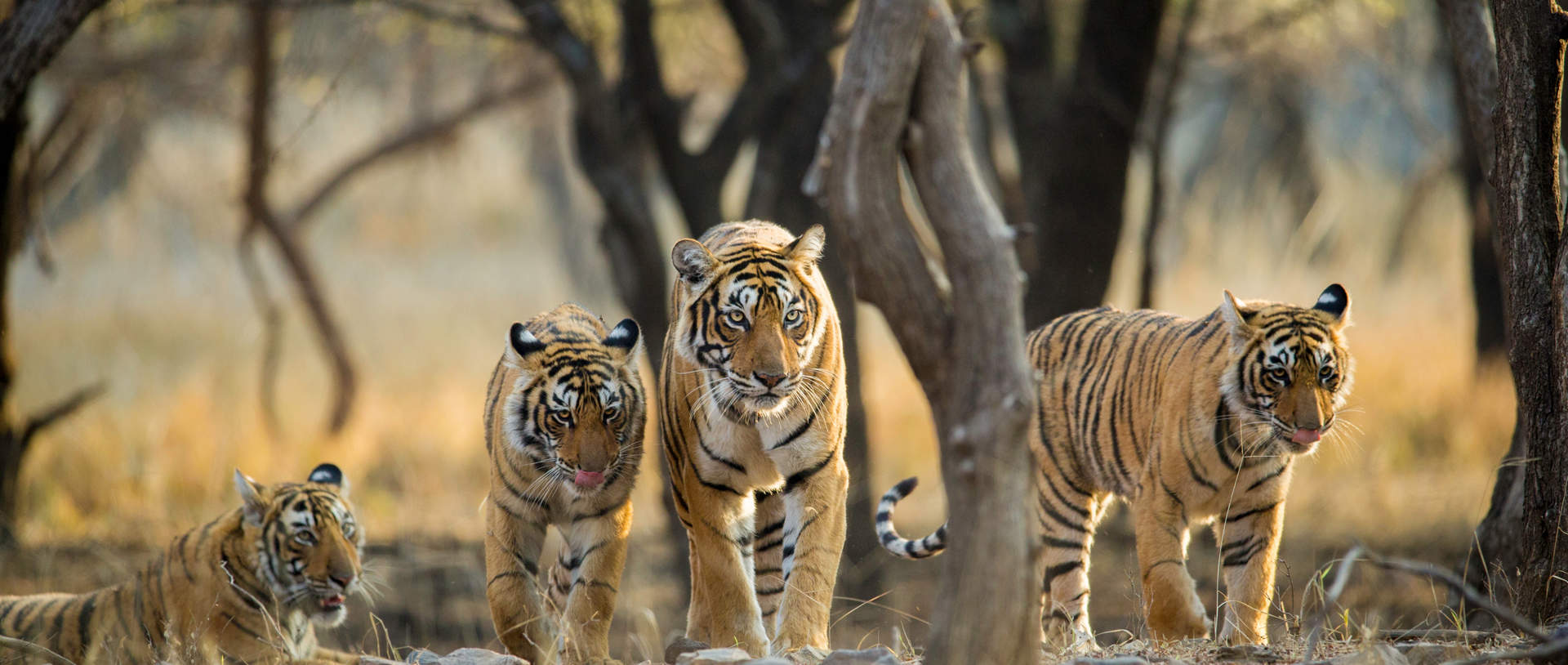 Tigers In Ranthambhore National Park