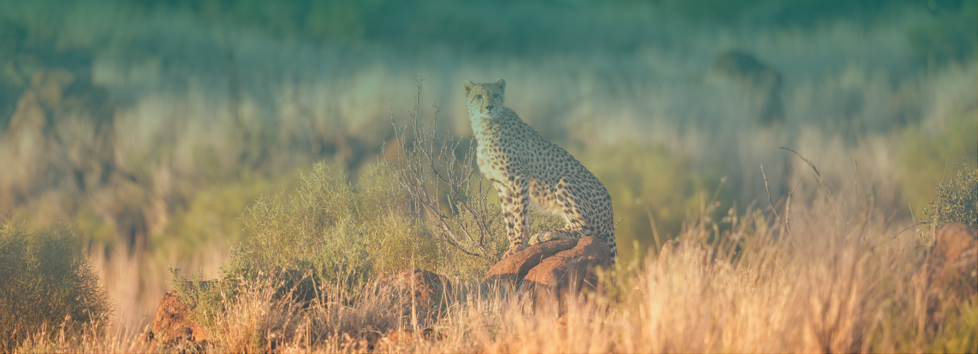 Coho Touring SA Hero (1)