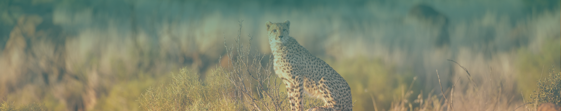 Coho Touring SA Hero (1)