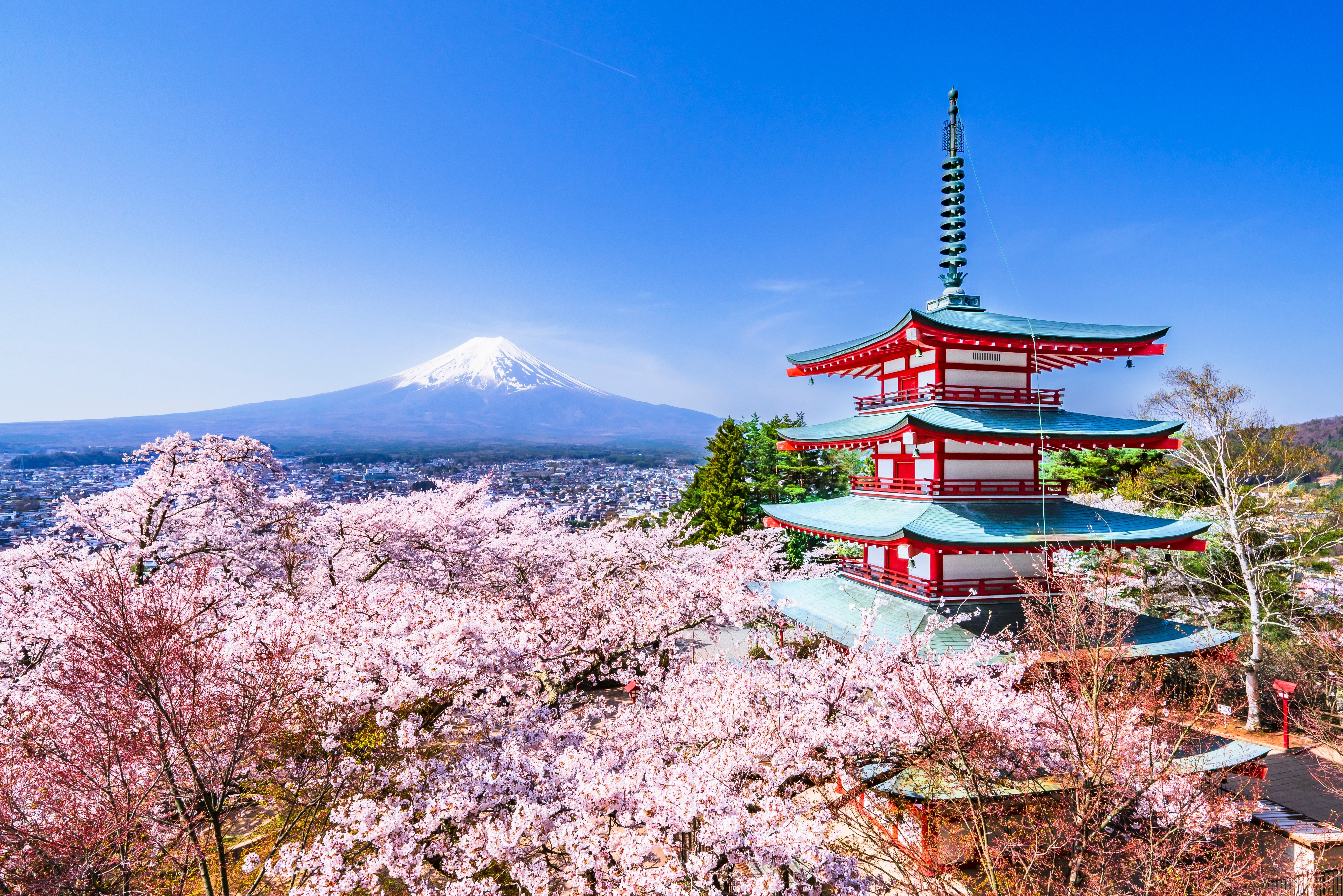 Tokyo Blossom Fuji Japan