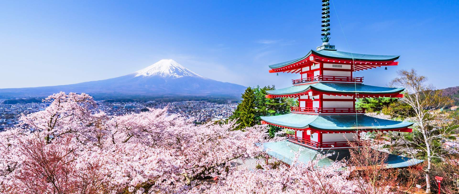 Tokyo Blossom Fuji Japan