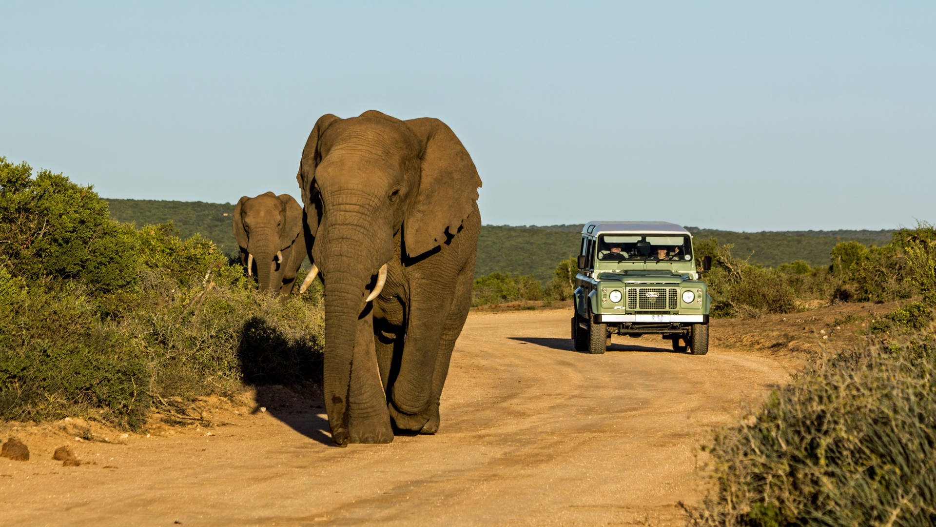 Elephants Safari South Africa (1)