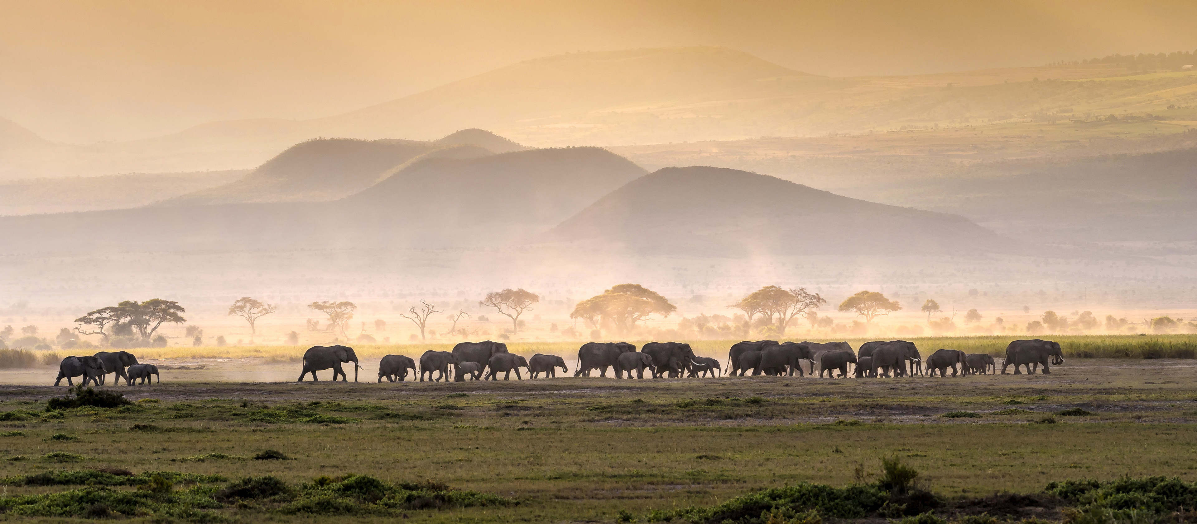 Elephant Herd In Serengeti Savanna
