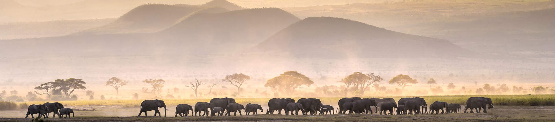 Elephant Herd In Serengeti Savanna