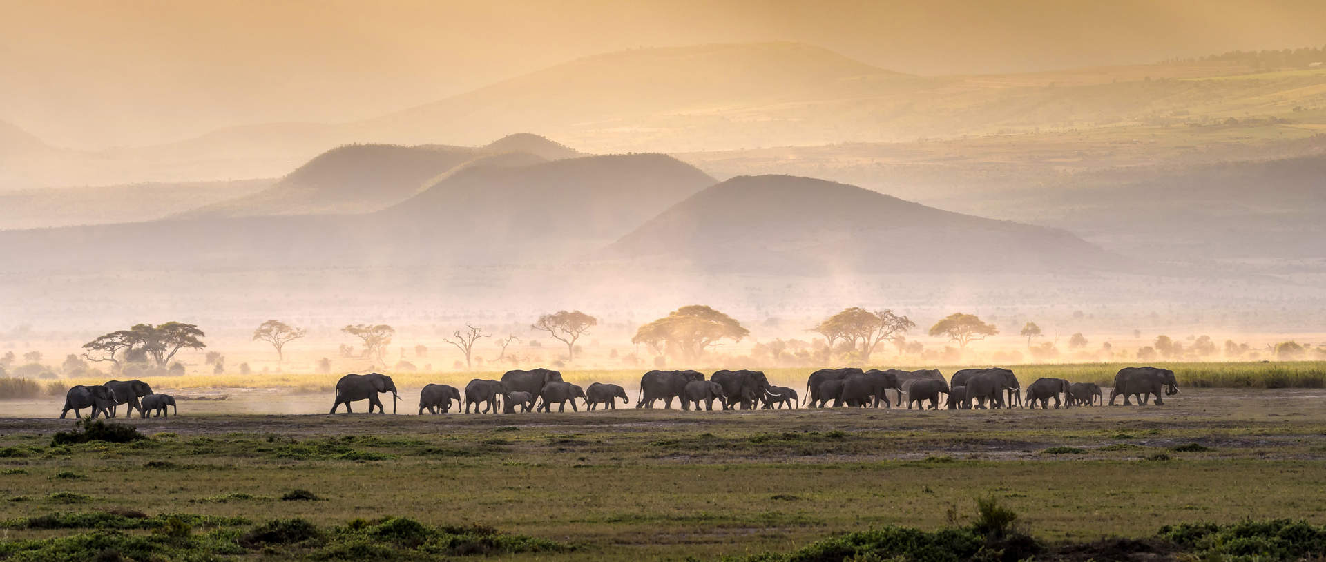 Elephant Herd In Serengeti Savanna