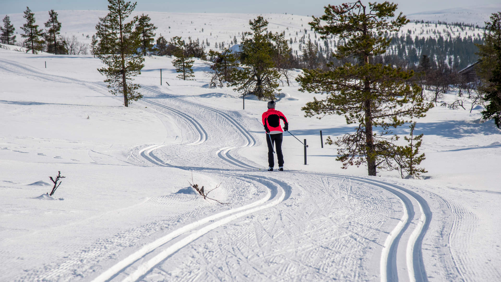 Woman Cross Country Skiing In Lapland Finland