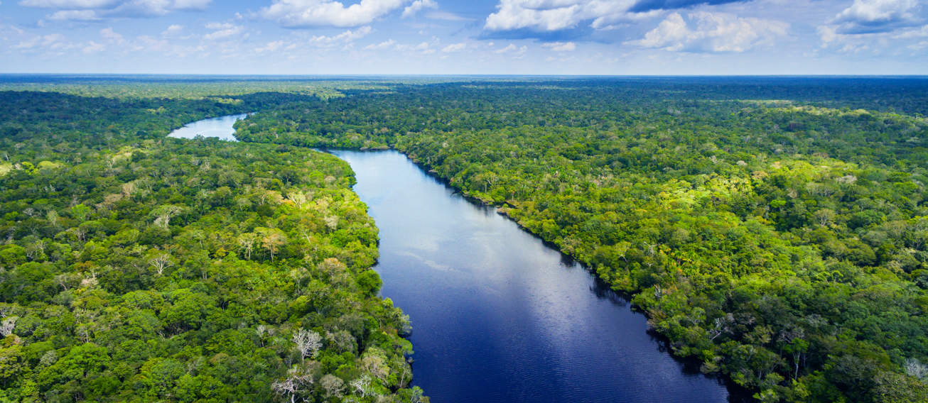 Amazon Rainforest In Brazil