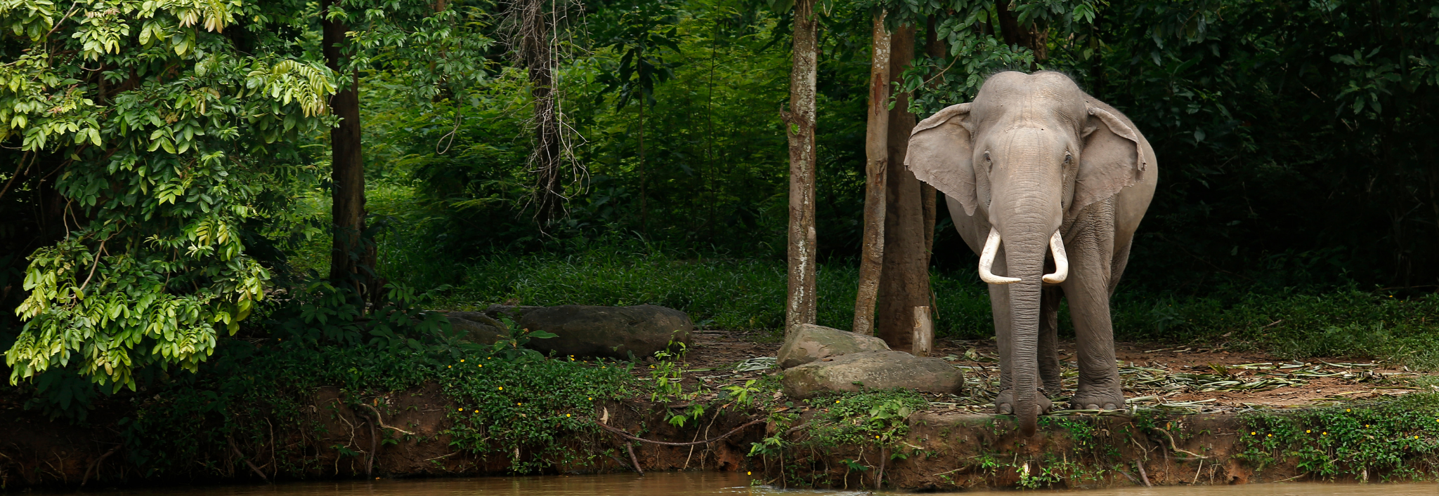 Thailand Elephant Hero