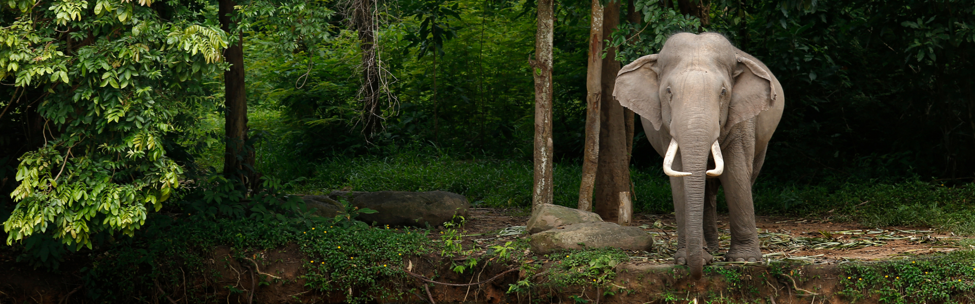 Thailand Elephant Hero